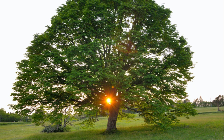 November végéig lehet szavazni az Év fájára