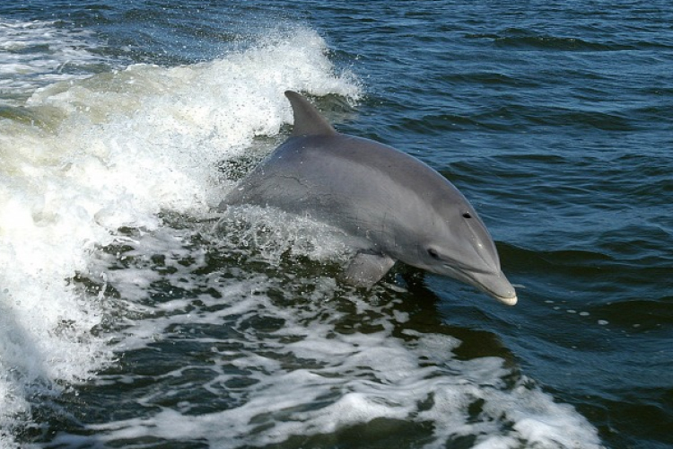 Delfin miatt tilos fürdeni