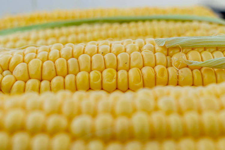 Jelentősen elmarad a kukoricatermés a sokéves átlagtól Tolnában
