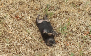 Elpusztultak a hőségben a kitett kutyakölykök