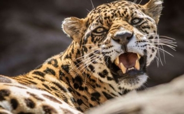 Gyereket ölt meg egy leopárd Nepálban
