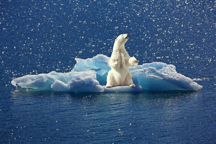 Az északi-sarkvidéki jégveszteség miatt jóval nagyobb energiára van szükségük az állatoknak 