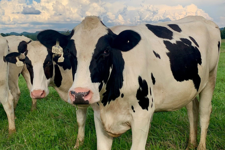 Komplex támogatási program segíti a ragadós száj- és körömfájás sújtotta állattartó telepeket