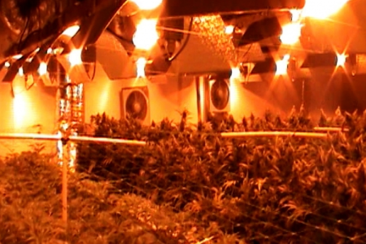 Világszínvonalon termesztettek 210 milló forintot érő füvet Gyirmóton