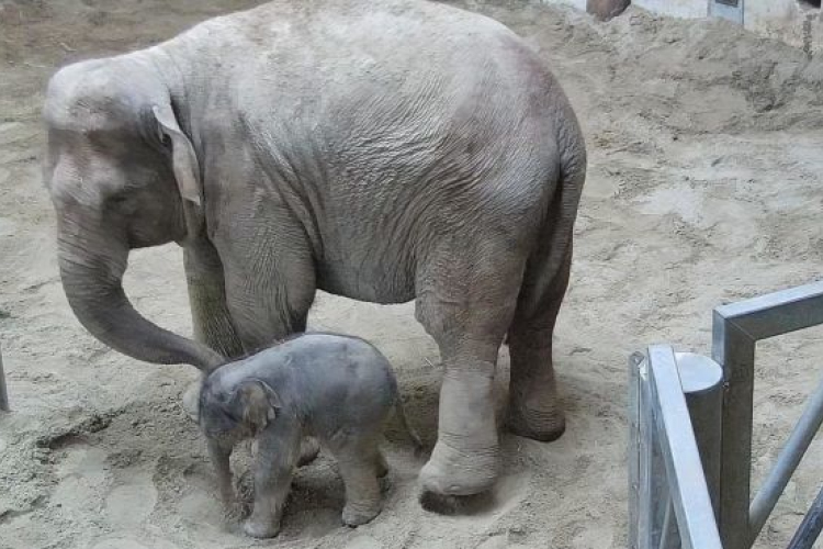 Elefántbébi született a budapesti állatkertben