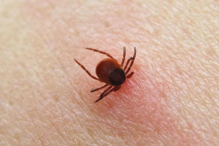 Megelőzhetők a kullancs által terjesztett betegségek