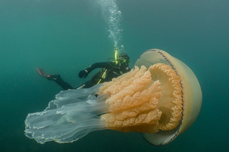 Embernagyságú medúzát fedeztek fel