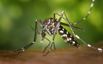Kezdetét vette az országos szúnyoggyérítési program utolsó hete - megyénkben is irtanak 