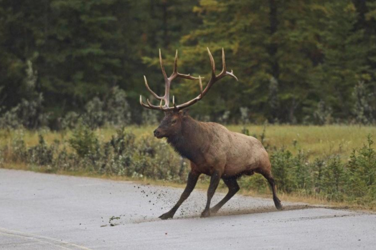 Szarvassal ütközött egy motoros- A helyszínen meghalt