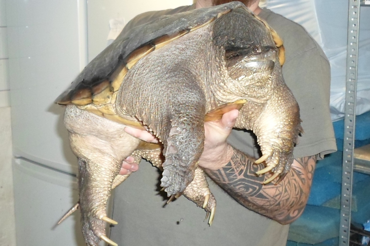 Veszélyes teknőst találtak az adyvárosi tó csatornájában