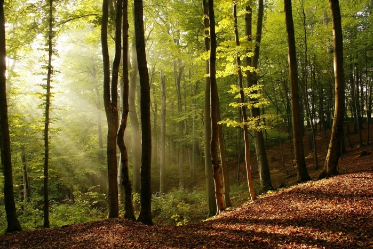 Erdők Hete országszerte 150 helyszínen