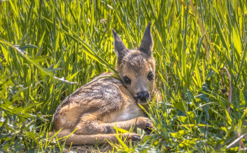 Drónokkal vigyáznak az őzgidákra