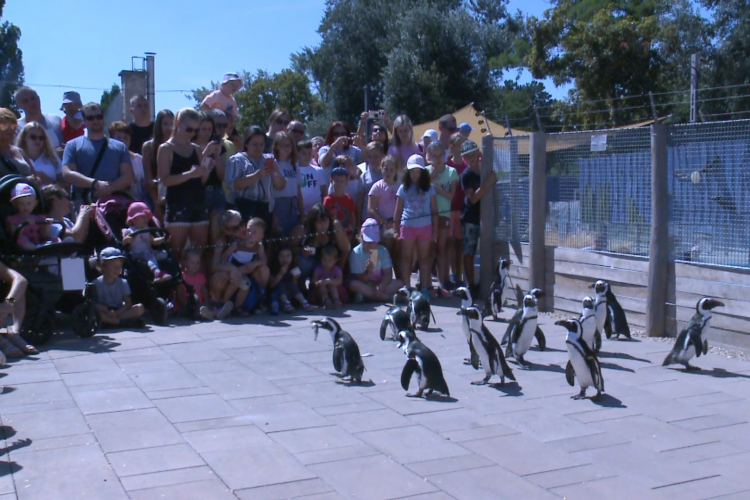 Népszerűek a sétáló pingvinek
