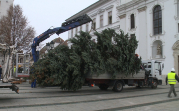 Tíz méter magas Győr karácsonyfája