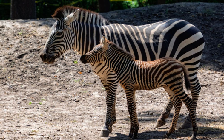 Alföldi zebracsikó született a Szegedi Vadasparkban