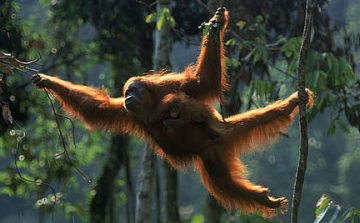 Augusztus 19-én van az orangutánok világnapja