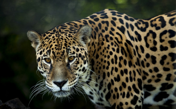 Visszatelepítenék a jaguárokat az Egyesült Államokba