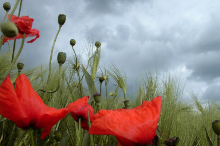 Udvarokat, pincéket öntött el a lezúduló csapadék