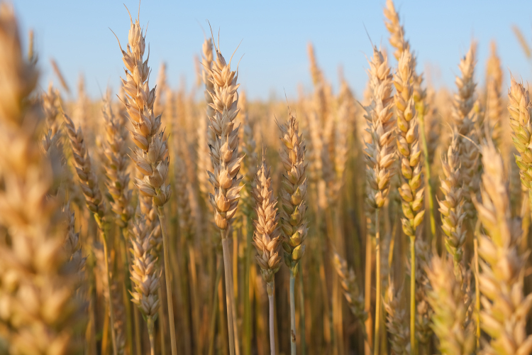 Agrárminiszter: fenn kell tartani az ukrán gabona behozatali tilalmát