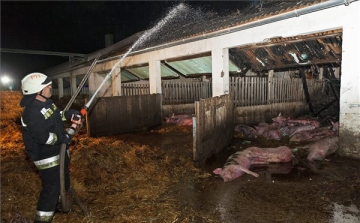 Elpusztult mintegy száz sertés egy hizlaldában keletkezett tűzben Lázinál
