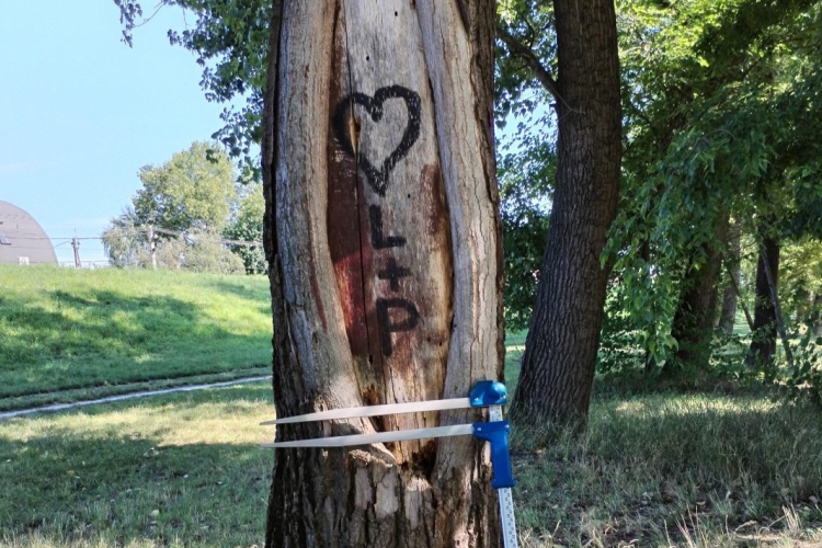 Felújítják a Mosoni-Duna Széchenyi híd alatti partszakaszának faállományát