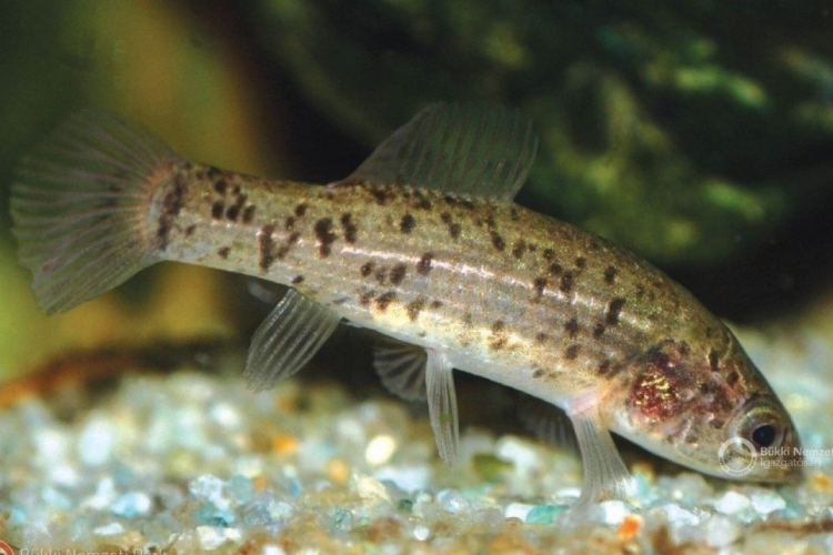 Megvan, melyik lett az év hala