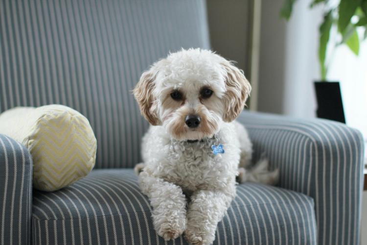 Megkezdődött az ebösszeírás