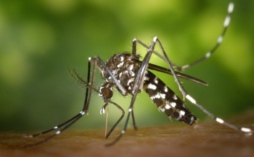 Erős hét után folytatódik a szúnyoggyérítés