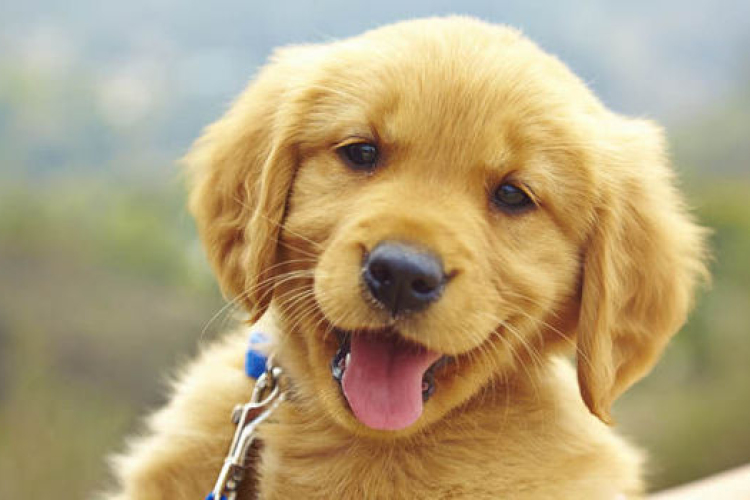 Az ember génjeitől is függ, hogy kutyatulajdonos lesz-e