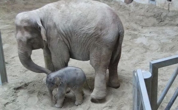 Elefántbébi született a budapesti állatkertben