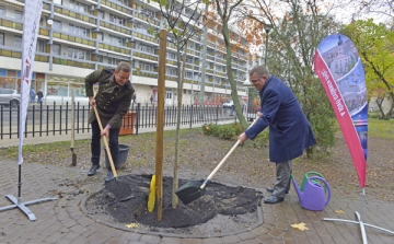 Idén is több, mint 1000 fát ültettek Győrben