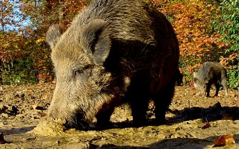 Combon szúrta magát egy férfi Veszprém megyében, miközben vaddisznó elől menekült