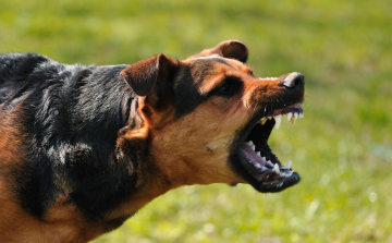 Brutális kutyatámadás Győrben – Egy nőt megharapott egy másik kutyát pedig elpusztított nagytestű eb