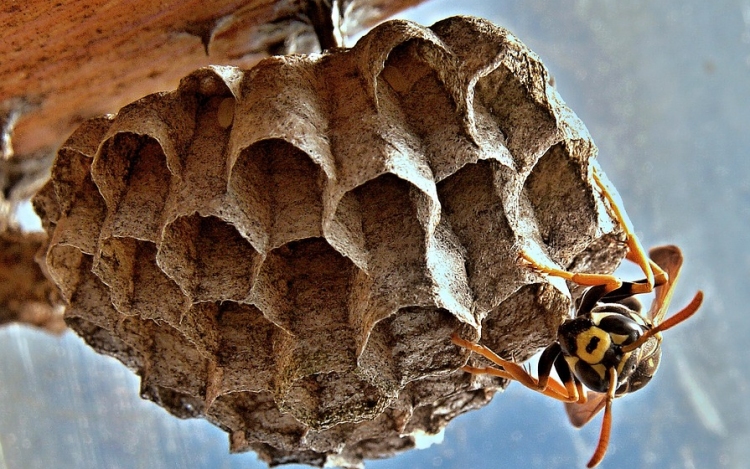 Méhek és darazsak okozta veszélyekre figyelmeztet a katasztrófavédelem