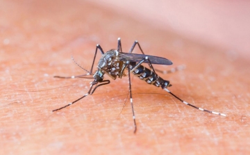 Magyarországon nem kell tartani a Zika-vírus okozta járványtól