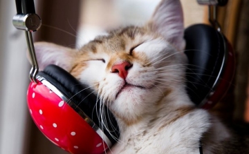 Zenei album jelenik meg kifejezetten macskáknak