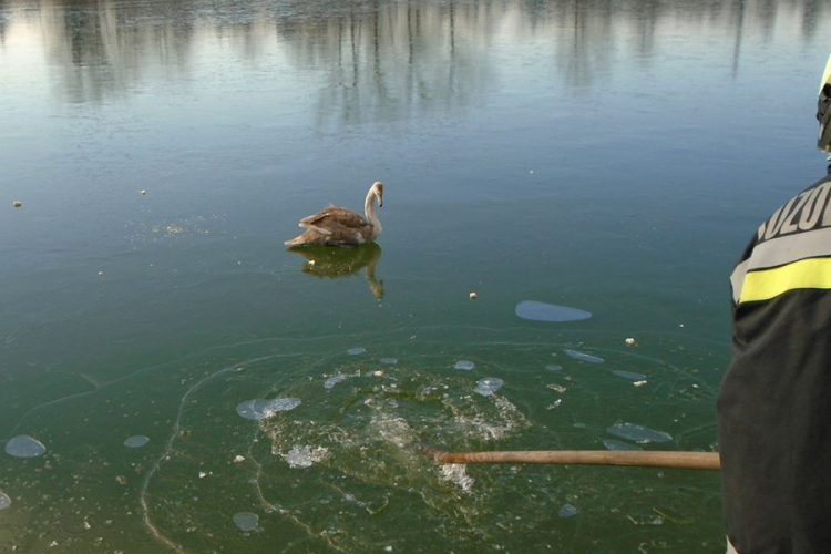 Belefagyott egy hattyú a Dunába