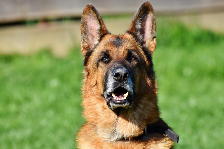 Ön eladná a kutyáját a NAV-nak? – Keresőkutyákkal bővítik az állományt