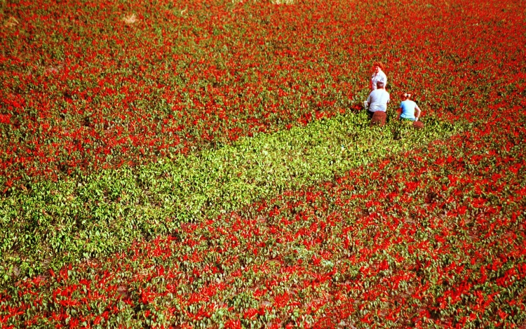 FM: 170 millió forint támogatás a fűszerpaprika-termesztőknek