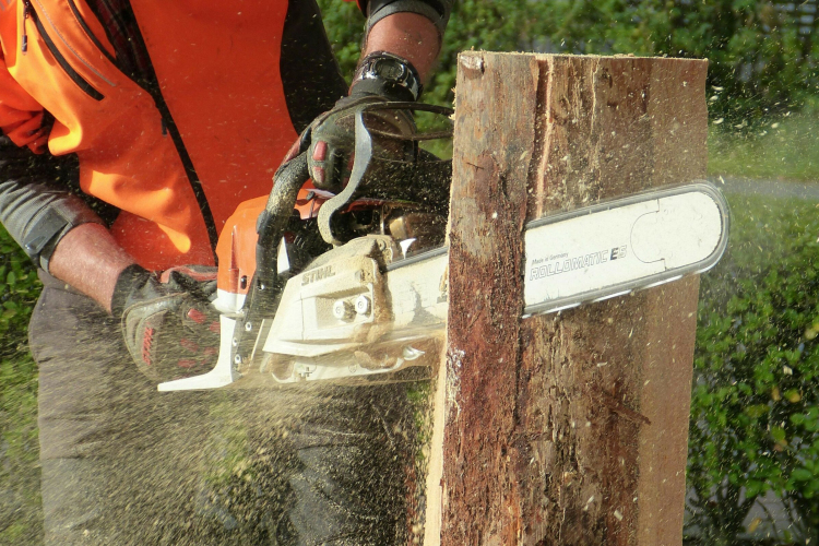 Őszi fakivágások, metszések a városban