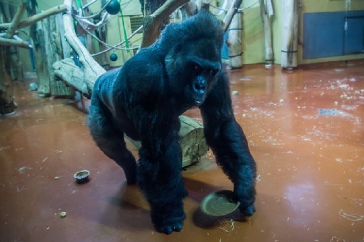 Tortával ünnepelték a negyvenéves Golo nevű hím gorillát a Budapesti Állatkertben