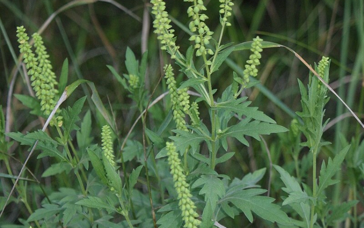 Tombol a parlagfűszezon