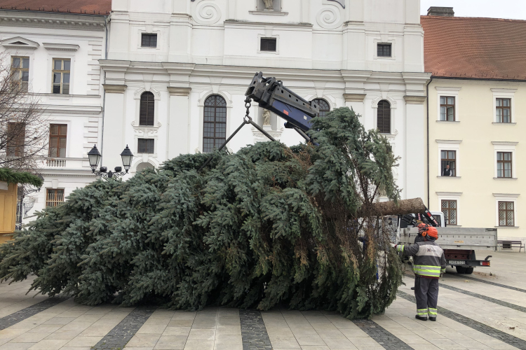 11 méter magas Győr karácsonyfája