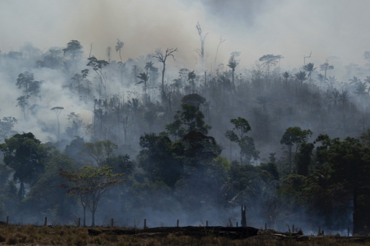 Megmenekül az Amazonas-medence legmagasabb fája az erdőtüzek ellenére