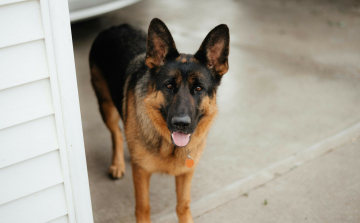 Szolgálati kutyákat keres a rendőrség