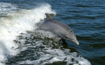 Delfin miatt tilos fürdeni