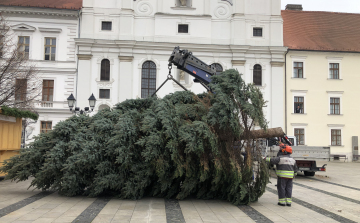11 méter magas Győr karácsonyfája