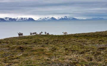 Több mint kétszáz halott rénszarvast találtak a norvég szigetcsoporton