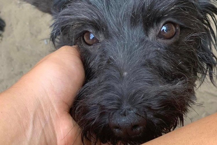 Csaknem száz kutyát találtak Zalaszentgróton egy német nőnél, aki ellen állatkínzás miatt emeltek vádat