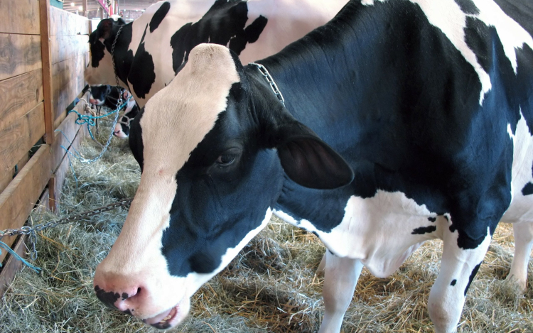 Száj- és körömfájásra járvány: feloldották az állatok Magyarországról Szlovákiába szállításának tilalmát